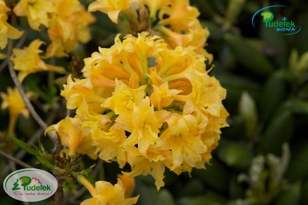 Azalia Narcissiflora